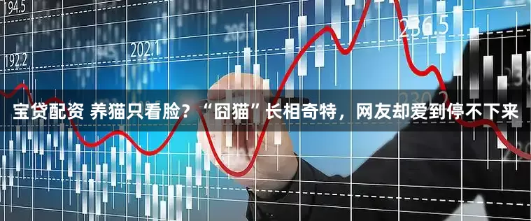 宝贷配资 养猫只看脸？“囧猫”长相奇特，网友却爱到停不下来